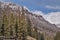 Lodgepole Pine Forest