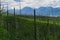 Lodgepole Pine Forest Renewal in July