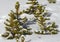 Lodgepole pine saplings covered in snow