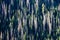 Lodgepole pine tree pattern of dead and live trees on a mountain side in Wyoming