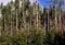 Lodgepole Pine Trees   62142