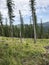 Lodgepole pines in field and forest