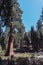 Lodgepole Visitor Center and Village in Sequoia National Park in USA California. Trees with a red bark in park