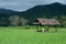 Lodging in the rice field .