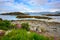 Lofoten Islands, Northern Norway, mountain views, sea and flowers on the roadside in summer