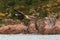 Lofoten`s eagle approaching fjord water