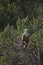 Lofoten`s eagle enjoying the sun