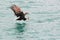 Lofoten`s eagle landing on a cod in turquoise waters