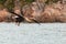 Lofoten`s eagle landing procedure in Lofoten waters