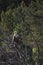 Lofoten`s eagle meditation