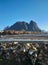 Lofoten style Stockfish, dried cod by cold air in wind on wooden racks