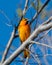 Lofty Perch Bullock`s Oriole