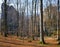 Lofty stones in forest