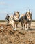 Lofty and Thor Norwegian Fjords horses ploughing