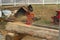 A log being planked using a chain saw.