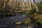 Log Bridge in Early Spring