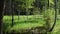 Log bridge over a small river in forest in summer. Beautiful forest with a pond.