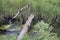 A log bridge span across the river in the forest.