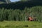 Log cabin home in mountain forest