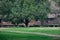 Log cabin with lawn and green trees