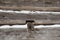 Log cabin sawn logs closeup with snow in between