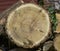 Log of a cut circular trunk