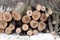 Log ends of sawed pine logs stacked in a pile in the forest on a winter day front view close up