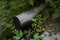 Log and ferns in the forest