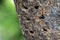 Log with holes for solitary bees