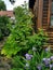 Log house in cottage garden with iris flowers