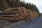 Log Pile in Gwydyr Forest