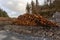 Log Pile in Gwydyr Forest
