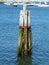 Log piling in Plymouth ocean harbor Massachusetts