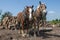 Log pulling team of horses