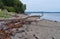 Log on the shore of Sears Island in Maine