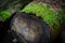 A log in Soderasen national park, Scania southern Sweden. Green moss. Woodland photography