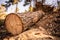 Log spruce trunks pile. Sawn trees from the forest. Logging timber wood industry. Cut tree trunk.