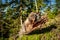 Log spruce trunks pile. Sawn trees from the forest. Logging timber wood industry. Cut tree trunk.