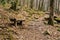 Log Wooden Bench by a Trail