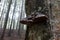 Log in the woods with a black polypore mushrooms