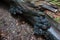 Log in the woods with a black polypore mushrooms