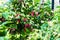 Logan berries ripening on the vine