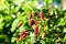 Logan berries ripening on the vine