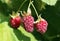 Loganberries