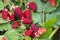 Loganberry bush with ripe and unripe loganberries