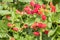 Loganberry bush with ripe and unripe loganberries