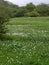 Logarghena in Lunigiana, Italy. General view with the famous narcissi in flower.