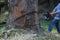 Logger man cutting an eucalyptic tree with a chainsaw and woodspecks flying around