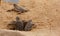 Loggerhead baby sea turtles hatching in a turtle farm in Sri Lanka, Hikkaduwa