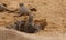 Loggerhead baby sea turtles hatching in a turtle farm in Sri Lanka, Hikkaduwa